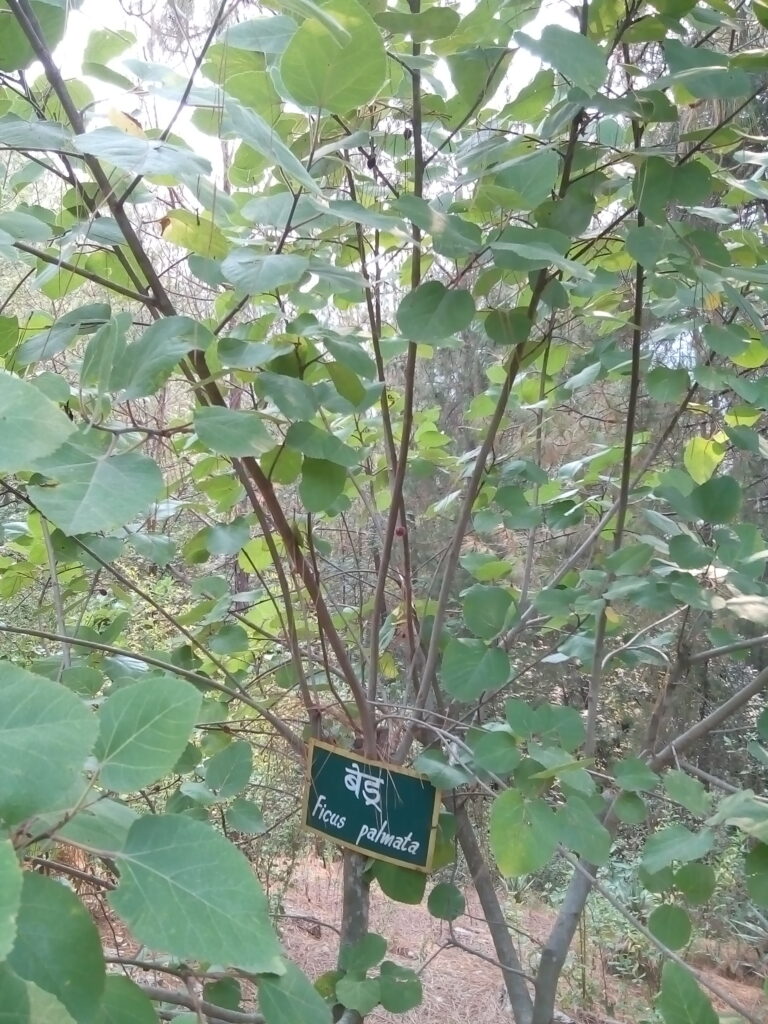 उत्तराखण्ड के जल योद्धा