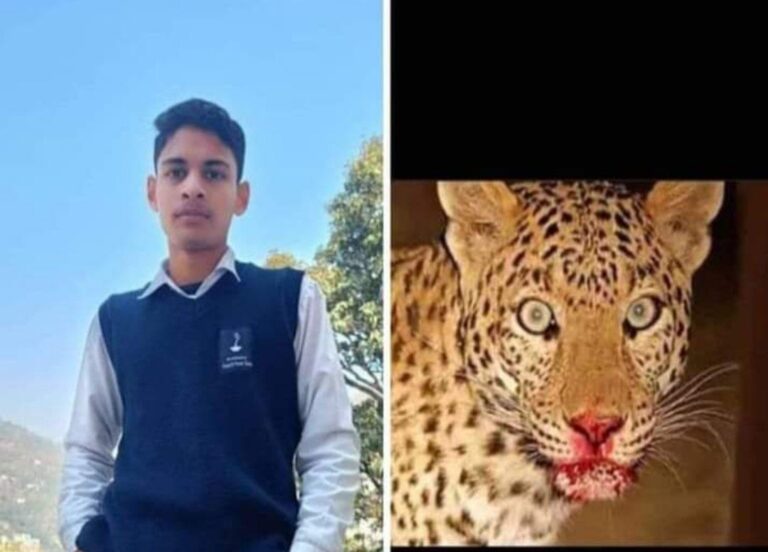 गुलदार ने ली एक और जान