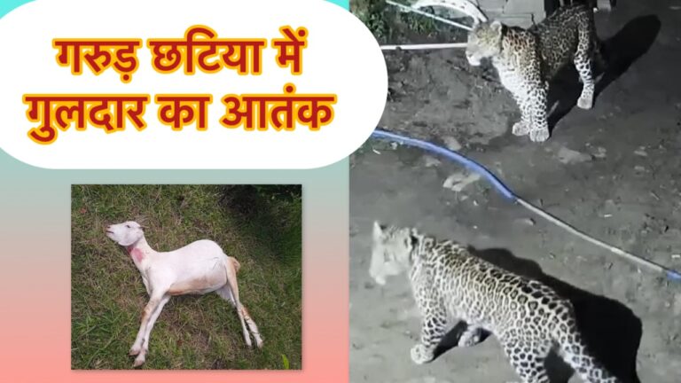 गरूड़ में फिर भड़का गुलदार : विपिन जोशी