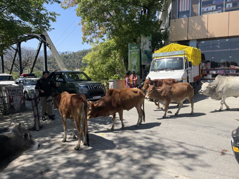 बढ़ते आवारा पशु