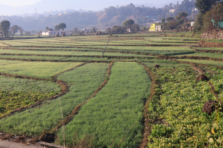 बारिश की बेरुखी गेहूं काश्तकार संकट में