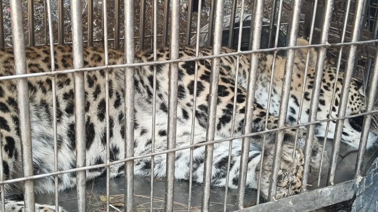 घायल मादा गुलदार का सफल रेस्क्यू