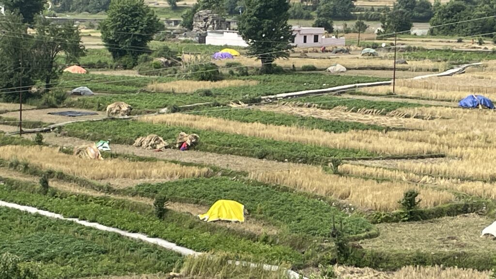 बेमौसमी बारिश से गेहूं की फसल बर्बाद 