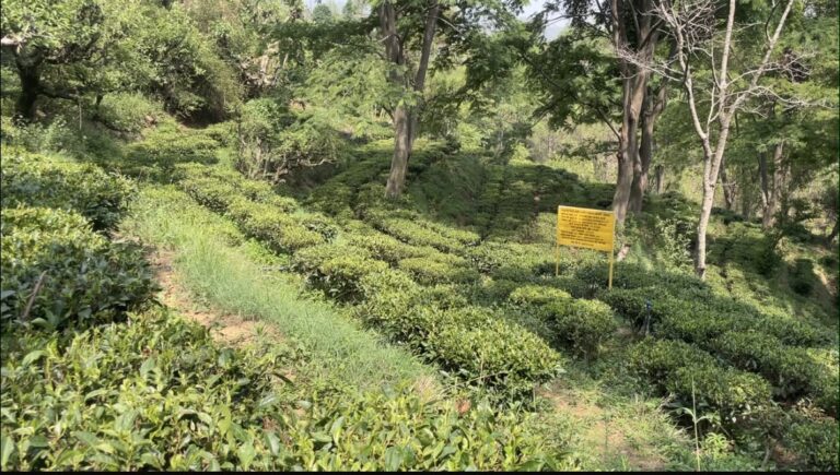 हरिनगरी चाय उद्योग का पतन