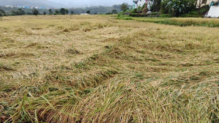 कत्यूर घाटी में धान की फसल तबाह